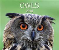 Owls 2018 Calendar
