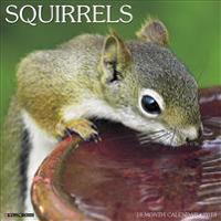 Squirrels 2018 Calendar