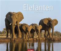Elefanten - Kalender 2018