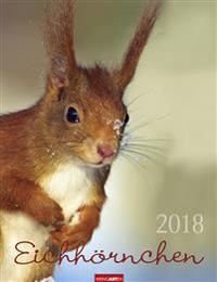 Eichhörnchen - Kalender 2018