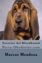 Secretos del Bloodhound: Perro-Obediente.com