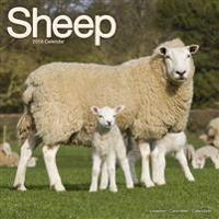 Sheep Calendar 2018
