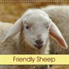 Friendly Sheep 2018