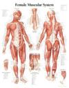 Muscular System with Female Figure Paper Poster
