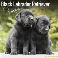 Black Labrador Retriever Puppies Calendar 2018