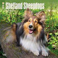 2018 Shetland Sheepdogs Wall Calendar