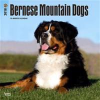 2018 Bernese Mountain Dogs Wall Calendar