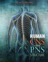 Human CNS and PNS Structure