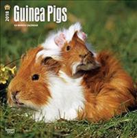 Guinea Pigs 2018 Calendar
