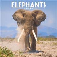 Elephants Calendar 2018