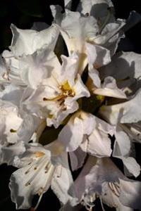Beautiful White Rhododendron Flowers in Bloom Journal: Take Notes, Write Down Memories in This 150 Page Lined Journal
