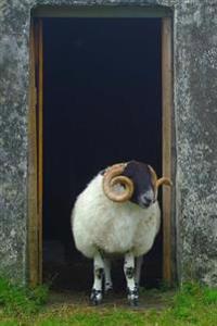 Curly Horned RAM in the Doorway Sheep in Scotland Journal: 150 Page Lined Notebook/Diary