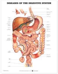 Diseases of the Digestive System Anatomical