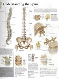 Understanding Spine