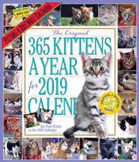The Original 365 Kittens a Year 2019 Calendar