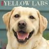 Just Yellow Labs 2019 Wall Calendar (Dog Breed Calendar)
