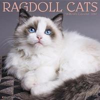 Ragdoll Cats 2019 Wall Calendar
