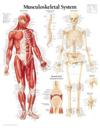 Musculoskeletal System Paper Poster