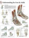 Understanding the Foot & Ankle Laminated Poster