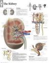 Kidney Laminated Poster