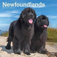 Newfoundlands 2019 Calendar