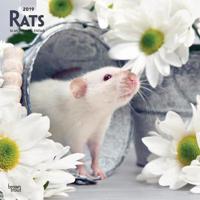 Rats 2019 Calendar