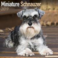 Miniature schnauzer calendar 2019