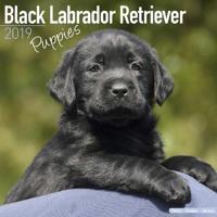 Black labrador retriever puppies calendar 2019