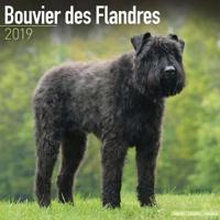 Bouvier des flandres calendar 2019