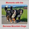 Moments with the Bernese Mountain Dogs 2019