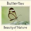 Butterflies Beauty of Nature 2019