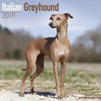 Italian Greyhound Calendar 2019
