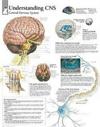Understanding CNS Laminated Poster