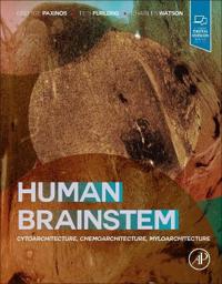 Human Brainstem