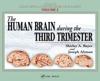 The Human Brain During the Third Trimester