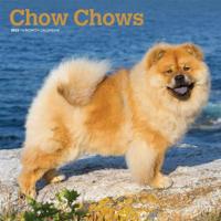 Chow Chows 2020 Square Wall Calendar