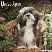 Lhasa Apso Calendar 2020
