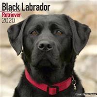 Black Labrador Retriever Calendar 2020