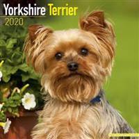 Yorkshire Terrier Calendar 2020