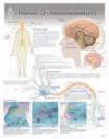 Neurons & Neurotransmitters Laminated Poster