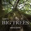 Kew’s Big Trees