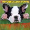 Just French Bulldog Puppies 2021 Wall Calendar (Dog Breed Calendar)