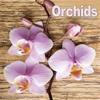 Orchids 2021 wall Calendar