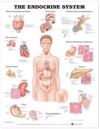 The Endocrine System Anatomical Chart