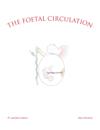 Foetal Circulation