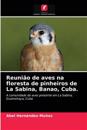 Reunião de aves na floresta de pinheiros de La Sabina, Banao, Cuba.