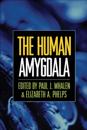 Human Amygdala