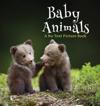 Baby Animals, A No Text Picture Book