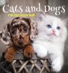 Cats and Dogs, A No Text Picture Book