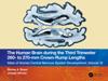 Human Brain during the Third Trimester 260- to 270-mm Crown-Rump Lengths